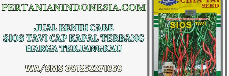 jual,jual benih cabe,jual benih cabe sios tavi,murah,pertanian indonesia
